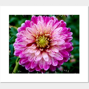 Dahlia Posters and Art